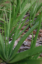 Aloe Vera 14”