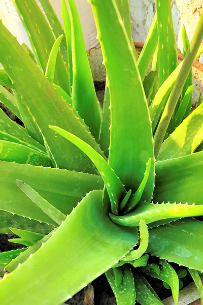 Aloe Vera 4”