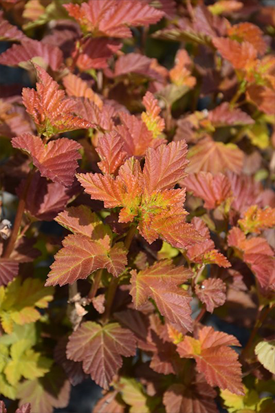Amber Jubilee Ninebark 2G