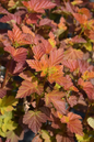Amber Jubilee Ninebark 2G