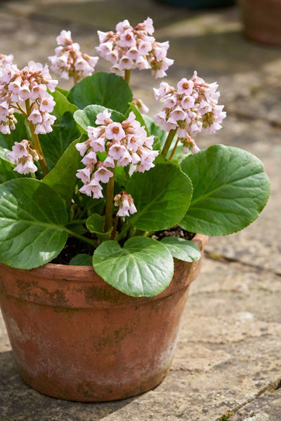 Angel Kiss Bergenia 1G
