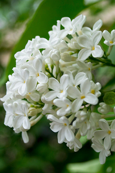 Angel White Lilac 2G