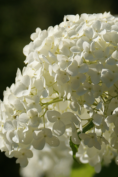 Annabelle Hydrangea 2G