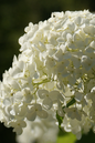 Annabelle Hydrangea 2G