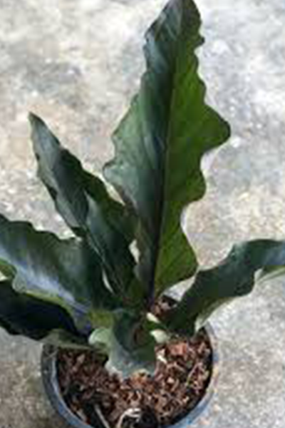 Anthurium Water Dragon 6”