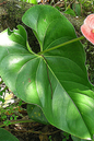 Anthurium 8” Assorted