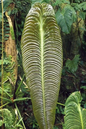 Anthurium Cobra 4”