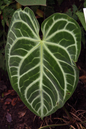 Anthurium Crystallinum 4”
