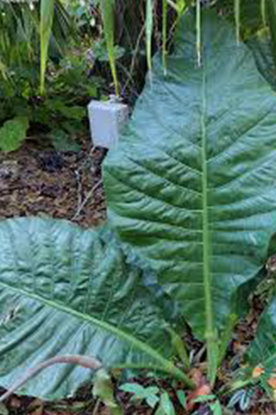 Anthurium Hookerii 10”