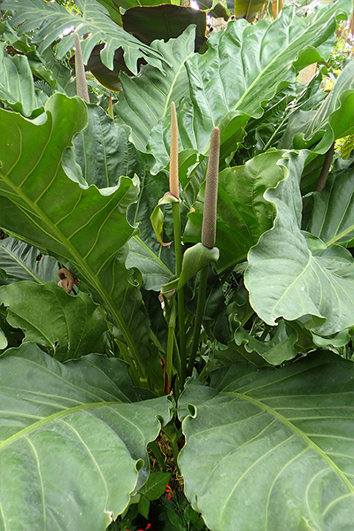 Anthurium Hookerii 14”