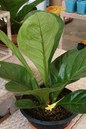 Anthurium Jenmanii 4”