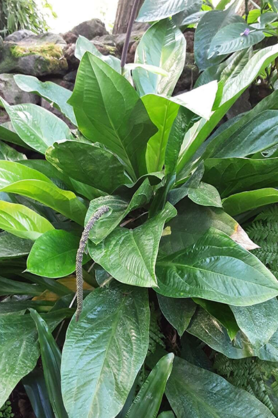 Anthurium Jenmanii 6”