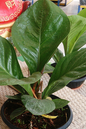 Anthurium Jenmanii 8”
