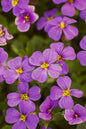 Antique Rose Aubrieta 4”