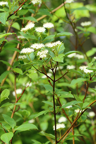 Arctic Fire Red Dogwood 2G
