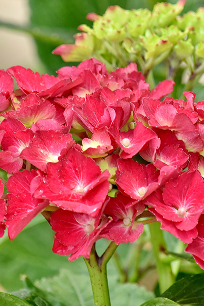 Arriba Hydrangea 2G