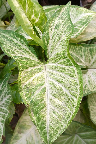 Arrowhead Plant 4”