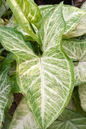 Arrowhead Plant 4”