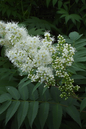 Ash Leaf Spirea 2G