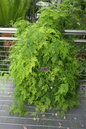 Asparagus Plumosa 4”