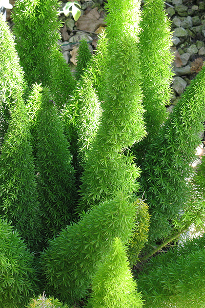 Asparagus Fern 8"