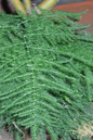 Asparagus Fern Plumosus 4”