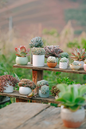 Assorted Succulents 4"