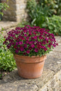 Axcent® Burgundy Aubrieta 1G
