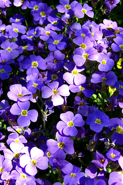 Axcent® Deep Purple Aubrieta 1QT