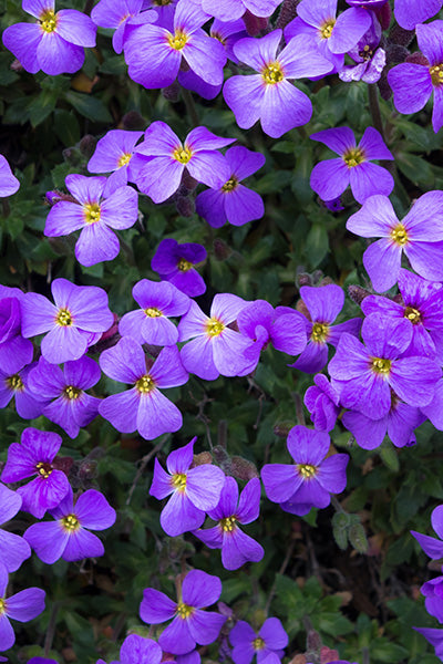 Axcent® Deep Purple Aubrieta 4”