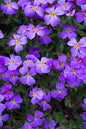 Axcent® Deep Purple Aubrieta 4”