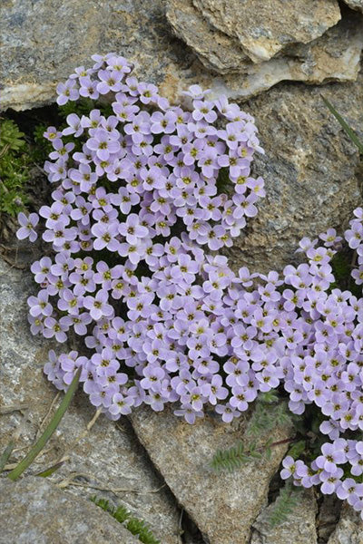 Axcent® White Aubrieta 1G