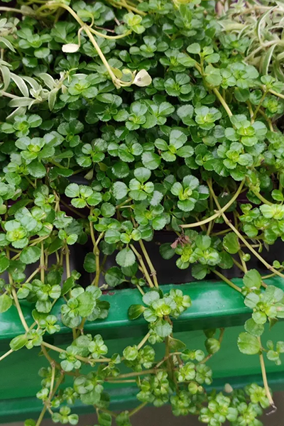 Baby Tears Pilea 4”