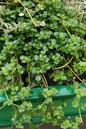 Baby Tears Pilea 4”