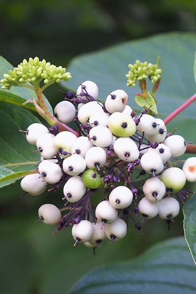 Baileyi Dogwood 2G