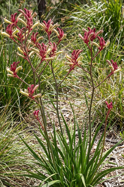 Ballad™ Kangaroo Paw 1G