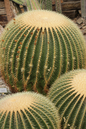 Barrel Cactus 10"