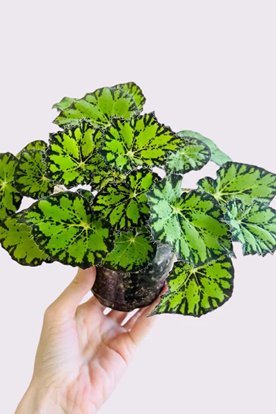 Begonia Froggy 4”