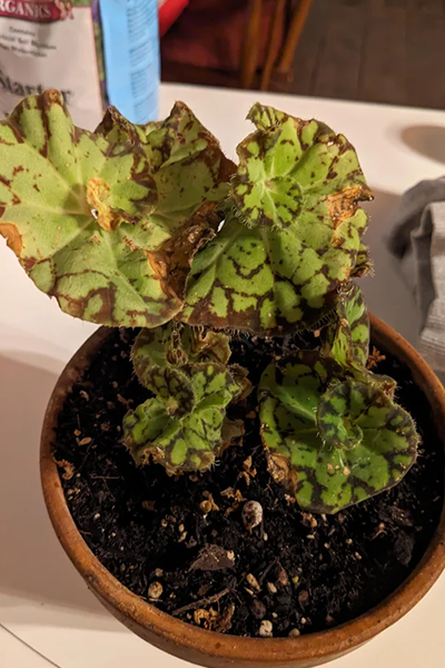 Begonia Froggy 8”