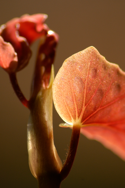 Begonia Martha Stewart 4”