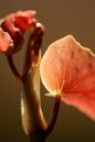 Begonia Martha Stewart 4”