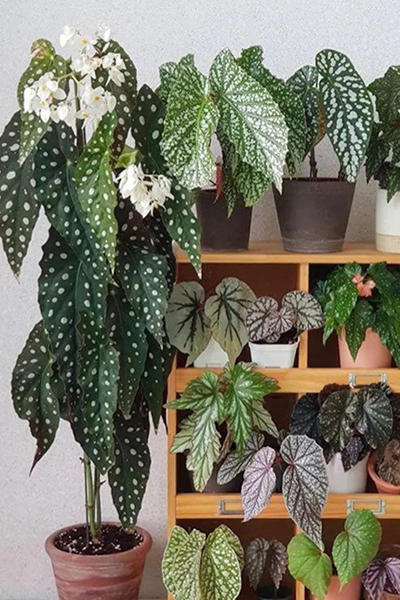Begonia 4” Assorted