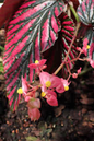 Begonia Exotica 6” HB