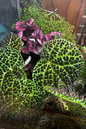 Begonia Ferox 4”