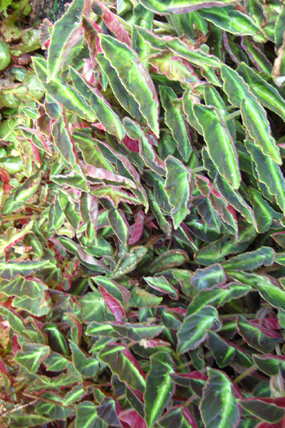 Begonia Listada 4”