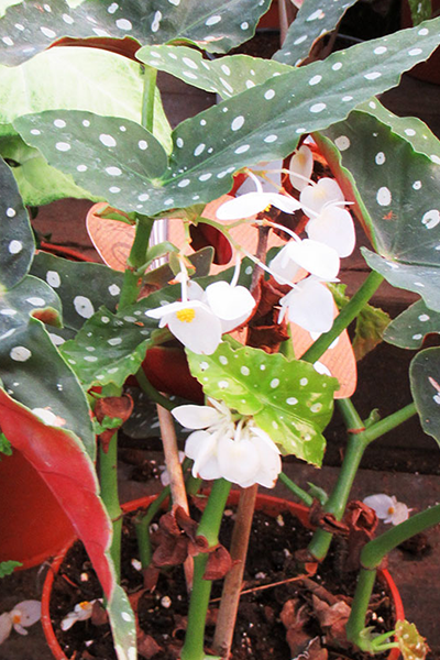 Begonia Maculata 4”