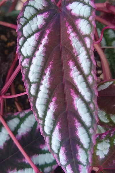 Begonia Rex Vine 4”