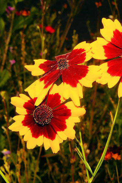 Bengal Tiger Coreopsis 1G