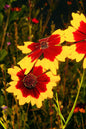 Bengal Tiger Coreopsis 1G