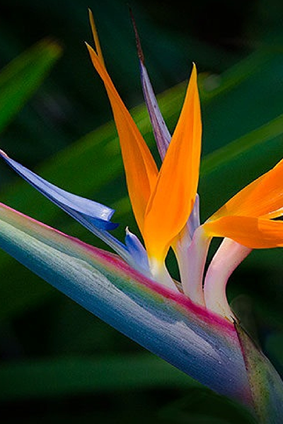 Bird of Paradise 14”